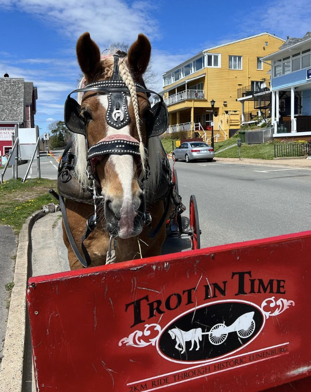 Welcome to Trot in Time Carriage Tours: Now Open for Our 28th Season in Lunenburg, NS